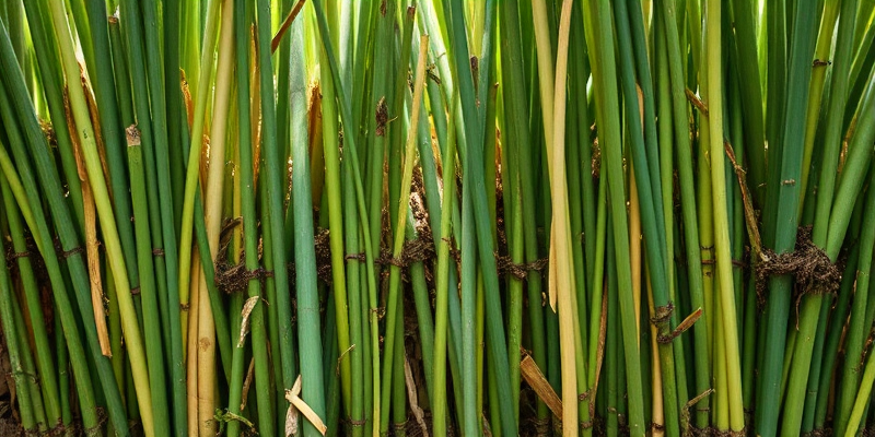 Eco-friendly Sustainable B2B Sugarcane Straws in url context